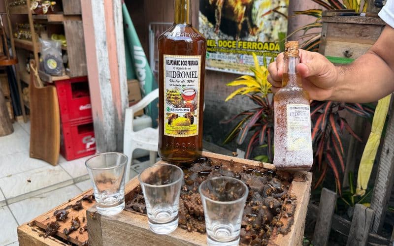 Criação de abelhas sem ferrão no Amazonas gera renda e ajuda a preservar a floresta