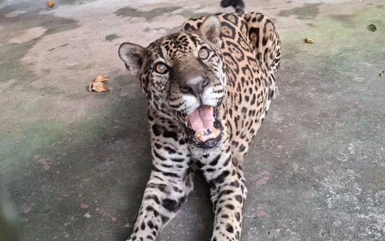 Onça-pintada de Manaus entra para o Guinness como a mais velha do mundo em cativeiro