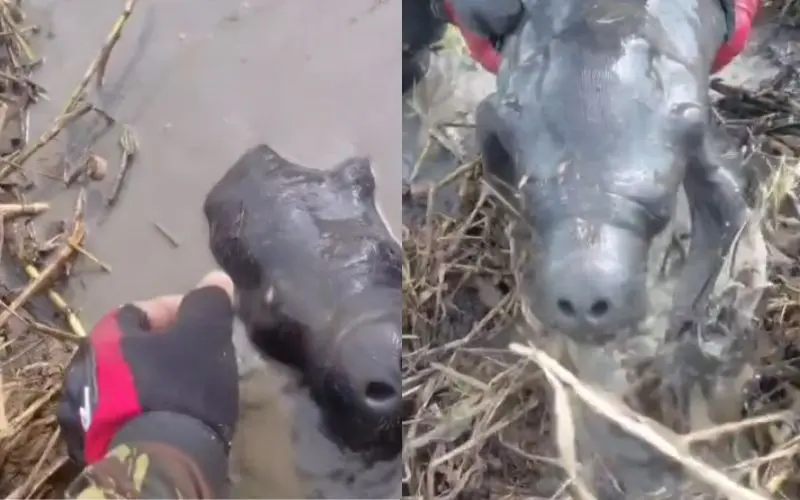 Filhote de peixe-boi morre após ser resgatado de lago seco em Parintins