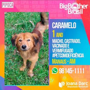 Inspirada no reality show Big Brother Brasil (BBB), a deputada Joana Darc (PL) lançou, nas redes sociais, uma campanha de adoção de animais resgatados em Manaus e no interior do Amazonas