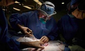 Transplante experimental de coração de porco salva homem nos EUA