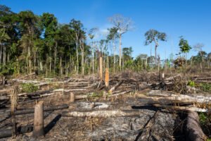 Amazônia registra recorde de desmatamento em janeiro de 2022