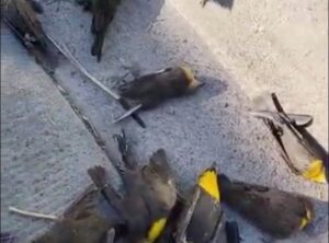 Veja o momento que bando de pássaros sobrevoa cidade e caem mortos (Foto: Reprodução)