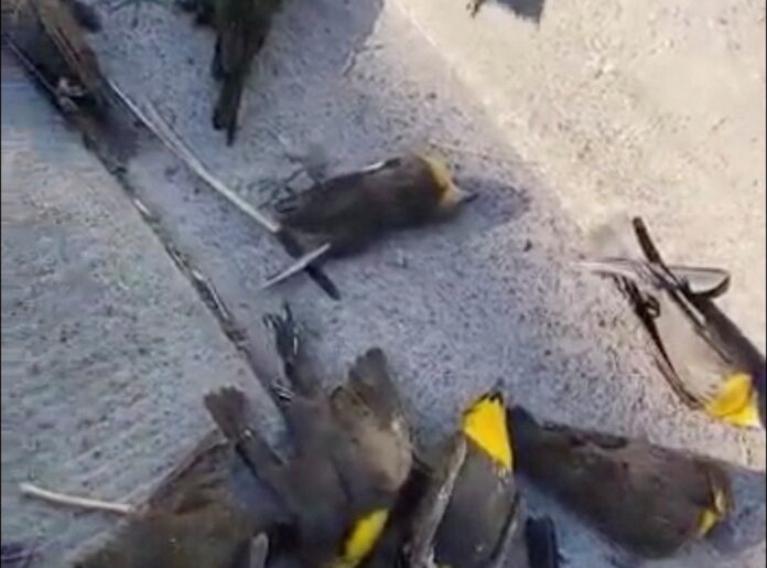 Veja o momento que bando de pássaros sobrevoa cidade e caem mortos (Foto: Reprodução)