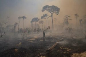 Monitoramento feito pelo Sistema de Detecção de Desmatamento em Tempo Real (Deter) indica que os alertas de desmatamento na Amazônia Legal em fevereiro foram os maiores já registrados para o mês desde o começo da série histórica