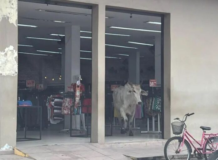 VÍDEO: vaca foge, invade lojas, tumultua trânsito e assusta moradores em Parintins