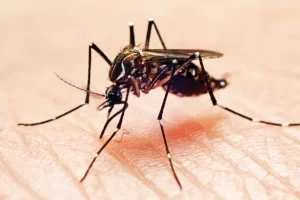 Casos de dengue crescem 43,9% no Brasil em 2022, diz Ministério da Saúde (Foto: Reprodução)