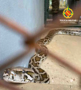 Cobra píton da Ásia é confundida com Jibóia e liberada em mata do Distrito Federal