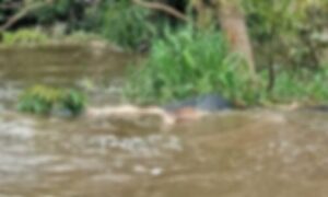 Corpo é encontrado boiando em rio de Iranduba