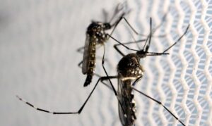 Alerta: casos de dengues aumentam 113% nos quatros primeiros meses de 2022