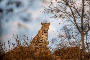 Leopardo mata menino na Índia