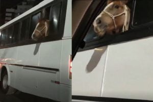 Cavalo é transportado dentro de ônibus em Santa Catarina