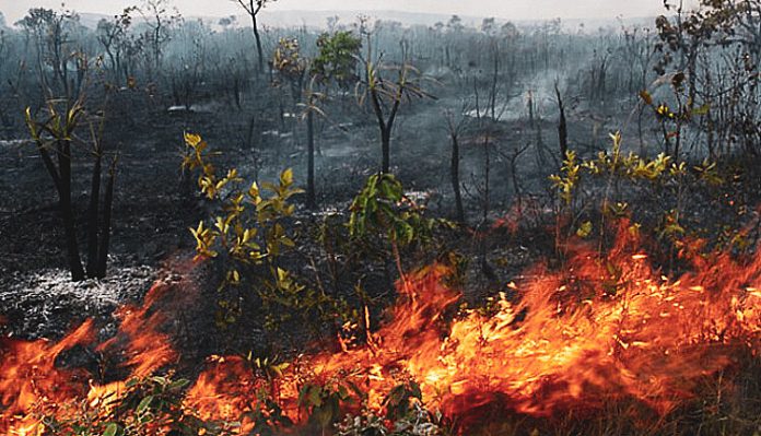 Amazonas registra mais de mil queimadas em apenas quatro dias