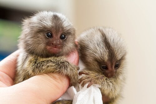 O menor macaco das Américas: Sagui-pigmeu (Cebuella pygmaea)