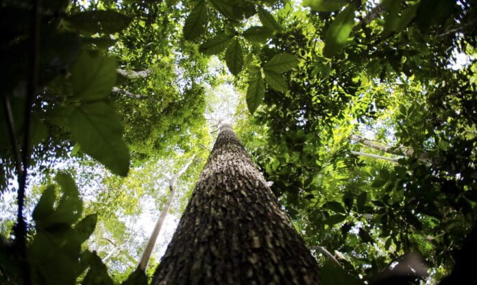 Brasil se une a Indonésia e Congo para preservar florestas tropicais
