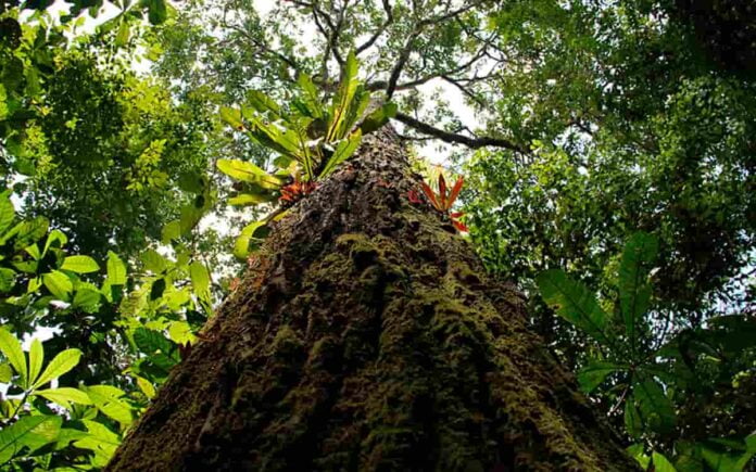 Crise climática diminui produção de castanha-do-pará na Amazônia