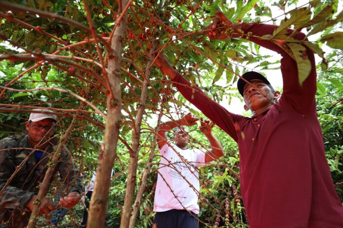 Produção de café cresce dez vezes mais no AM