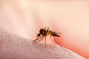 Amazonas registra apenas 3 mortes por malária em 2022