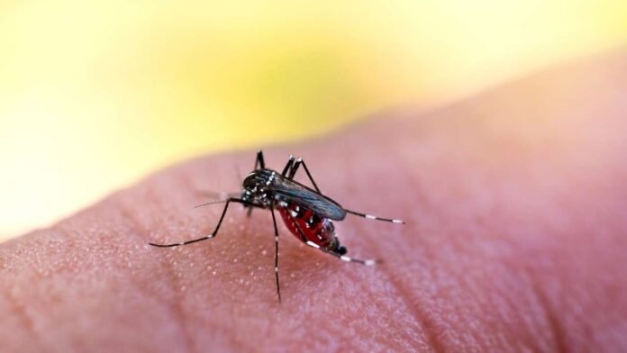 Mortes por dengue batem recorde histórico no Brasil em 2022