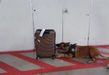 PF-AM apreende 5kg de maconha no Aeroporto Eduardo Gomes