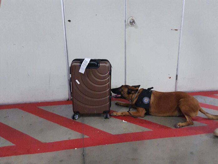 PF-AM apreende 5kg de maconha no Aeroporto Eduardo Gomes