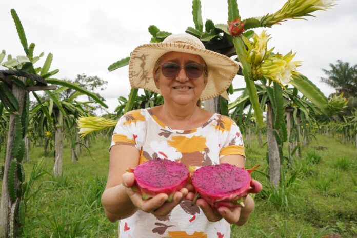 Produção de pitaya é fortalecida no AM
