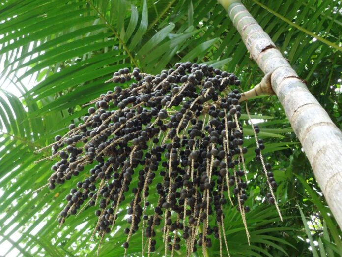 Estudo busca melhorar ainda mais a qualidade do açaí na região amazônica