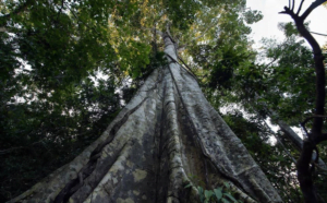 Amazônia bate recorde de desmatamento em fevereiro