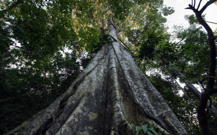 Amazônia bate recorde de desmatamento em fevereiro