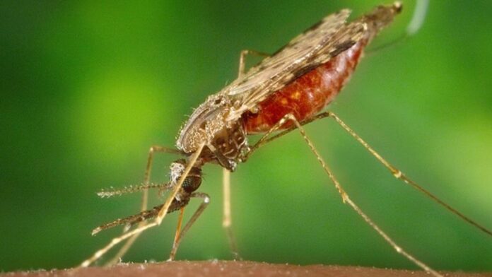 Tecnologia rastreia presença de malária em doadores do Hemoam