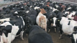 Brasil suspende exportação de carne bovina à China após caso de vaca louca