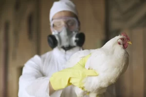 Gripe aviária chega ao Uruguai e Brasil reforça vigilância