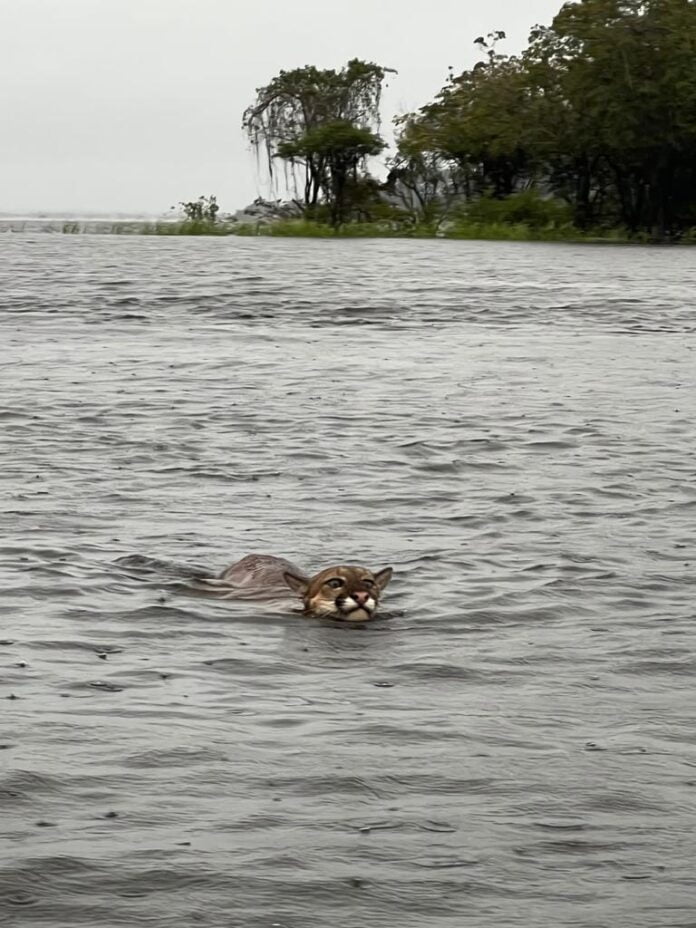 Onça nada em lago do Amazonas