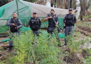 Polícia destrói plantação de maconha no interior do AM: VEJA VÍDEO