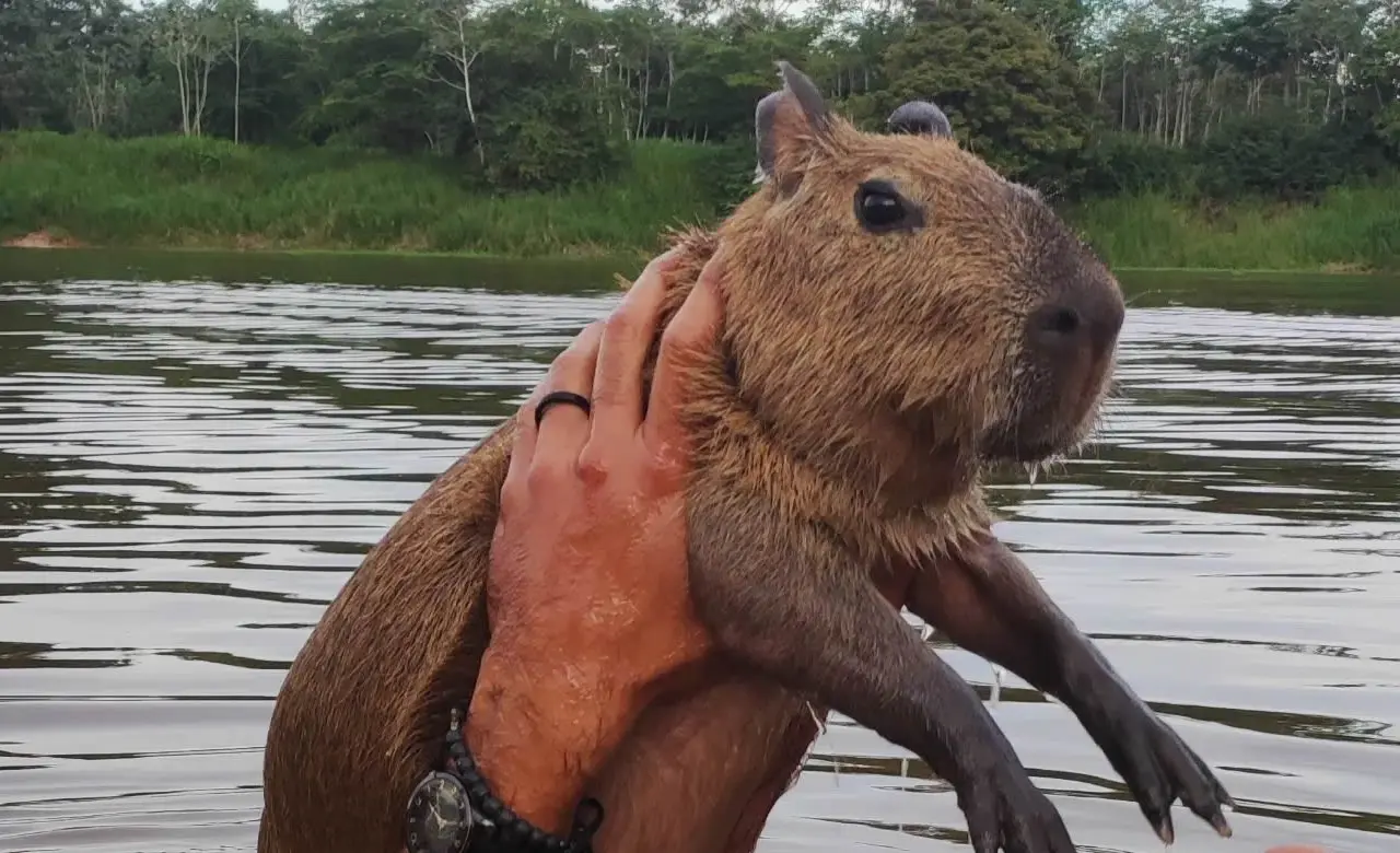 AGENOR TUPINAMBÁ (CAPIVARA FILÓ)