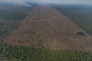 Desmatamento na Amazônia cai 36% no primeiro quadrimestre do ano