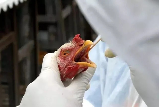 Ministério da Agricultura confirma mais 2 casos de gripe aviária no Brasil
