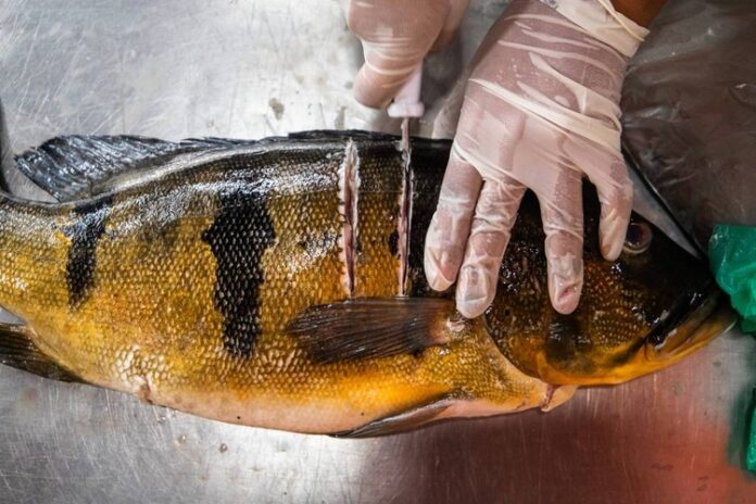 Estudo aponta contaminação por mercúrio em peixes no AM e estados do Norte