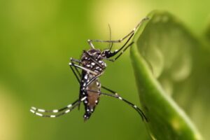 Nova vacina contra a dengue será vendida a partir de R$350