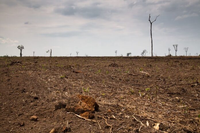 Desmatamento no Brasil cresceu 22% no ano passado