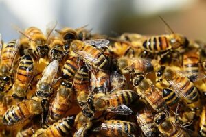 Idoso morre após receber mais de 400 picadas de abelha em Sergipe