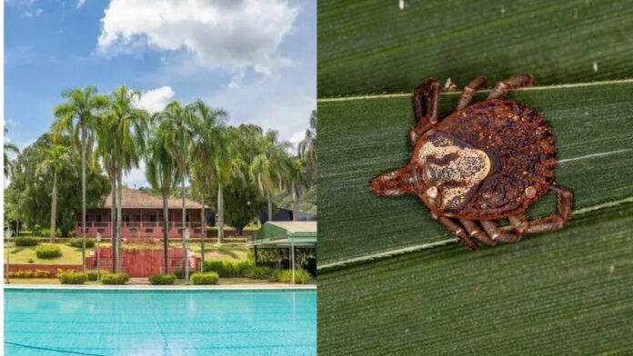 Depois de 3 mortes por febre maculosa, fazenda é interditada em SP