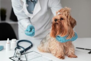 Clínica veterinária é condenada a indenizar família por morte de cão em Manaus