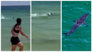 VÍDEO: Tubarão assusta banhistas em praia na Flórida