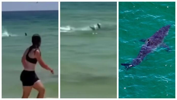 VÍDEO: Tubarão assusta banhistas em praia na Flórida