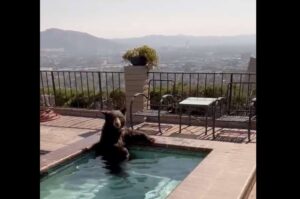 Urso se refresca em piscina na Califórnia durante onda de calor