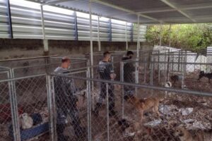 Processo judicial em Curitiba contará com cachorros como assistentes de acusação