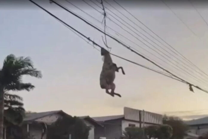 VÍDEO: Após ciclone arrasar cidade no RS, ovelha é encontrada pendurada em fio