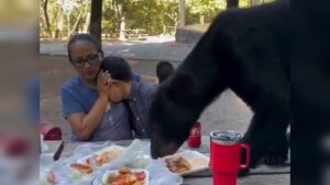 VÍDEO: Urso devora comida em parque e assusta família no México