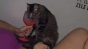 Servidora do AM que filmou amiga dando vodca para gato é demitida